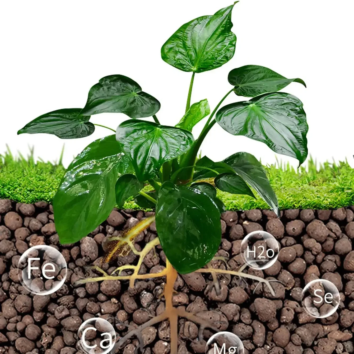 Boules Leca en argile pour pla - Clay Pebble Growing avis et prix