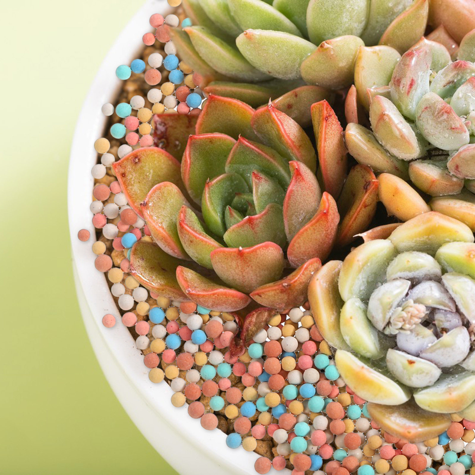 Galets de terre cuite pour pla - Clay Pebble Growing avis et prix